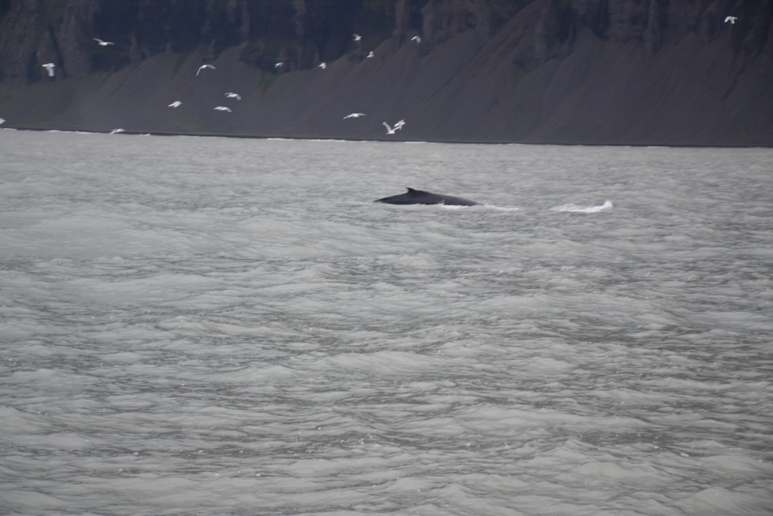 Islanda_18 - Húsavík 078 Il profilo di una balena nella baia di Skjálfandi
