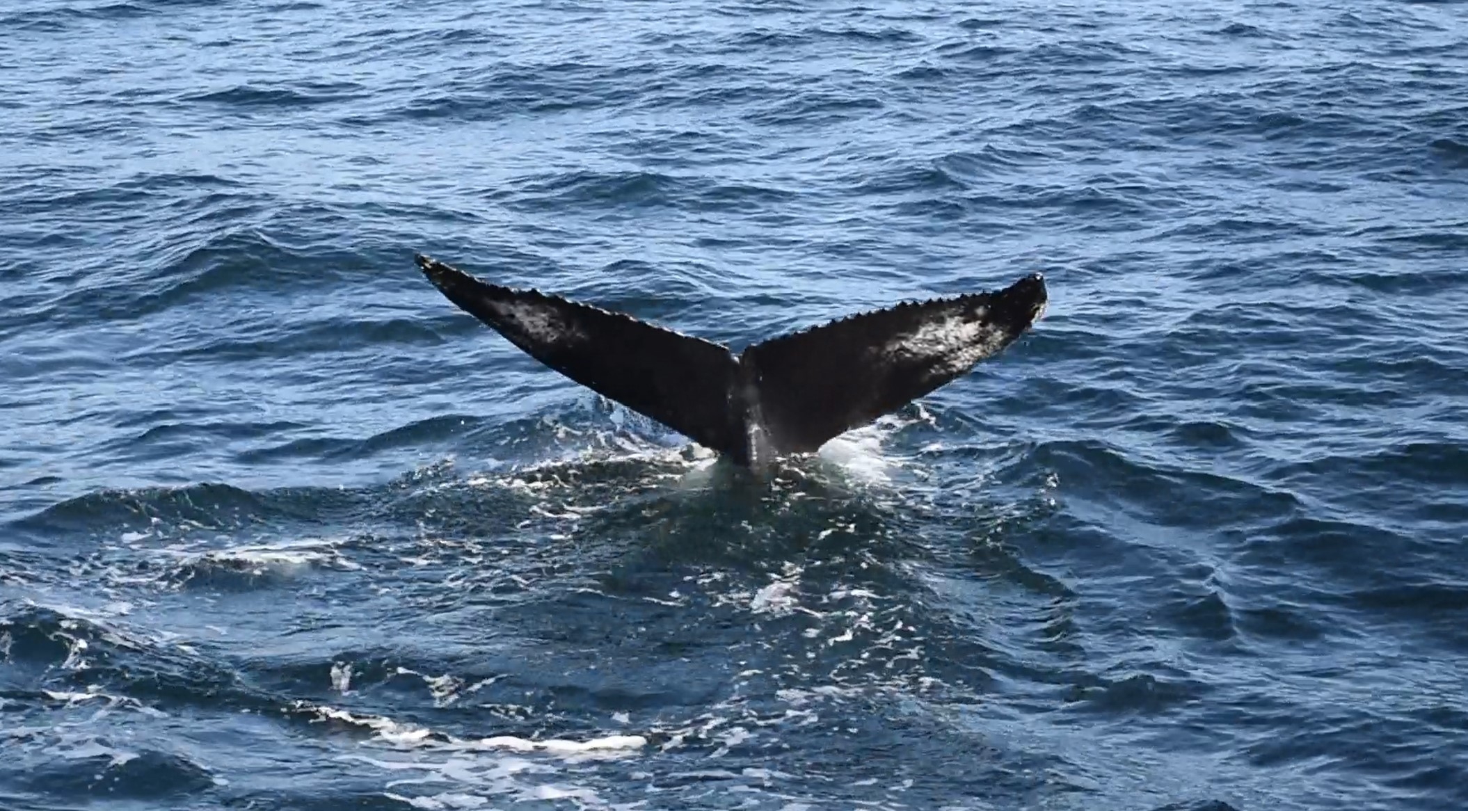 Islanda_21 - Hauganes 149bis