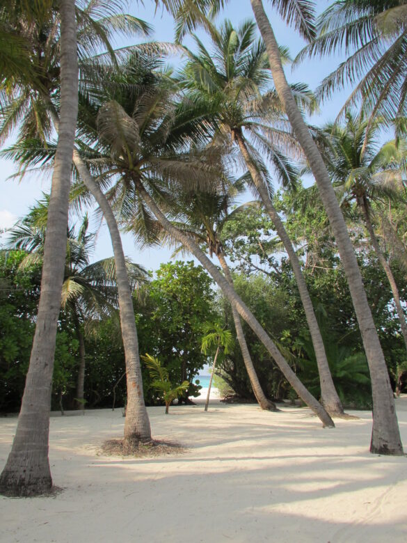 Maldive_2012_Velassaru_141