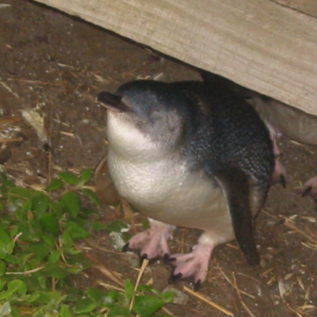 Un pinguino sbuca da sotto una passerella