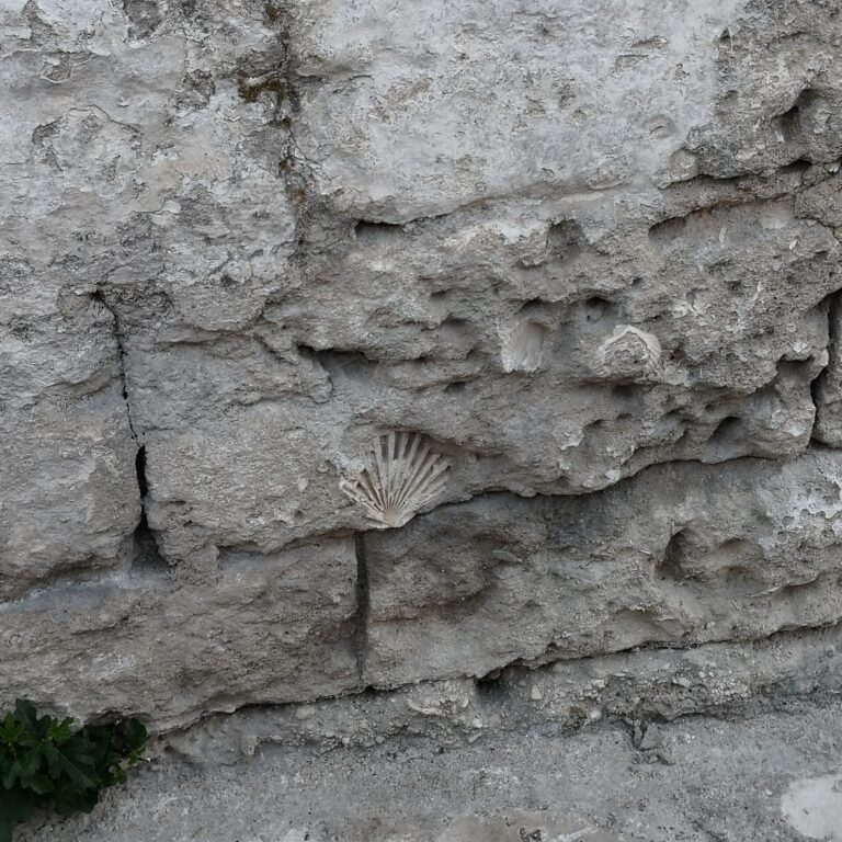 Conchiglia nella roccia materana