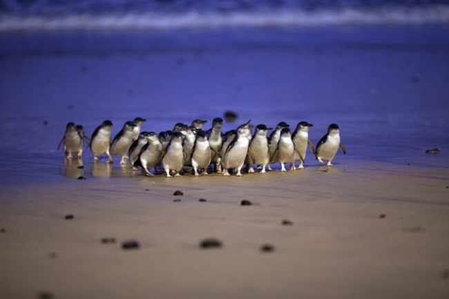 Pinguini in Australia