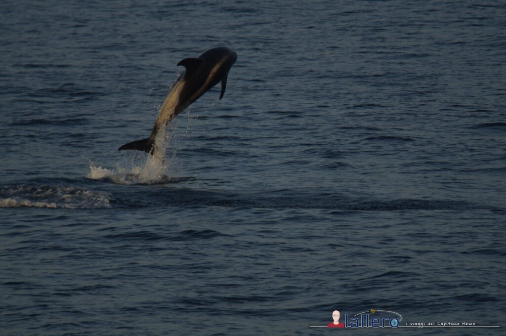 Delfino che salta Delfino che salta
