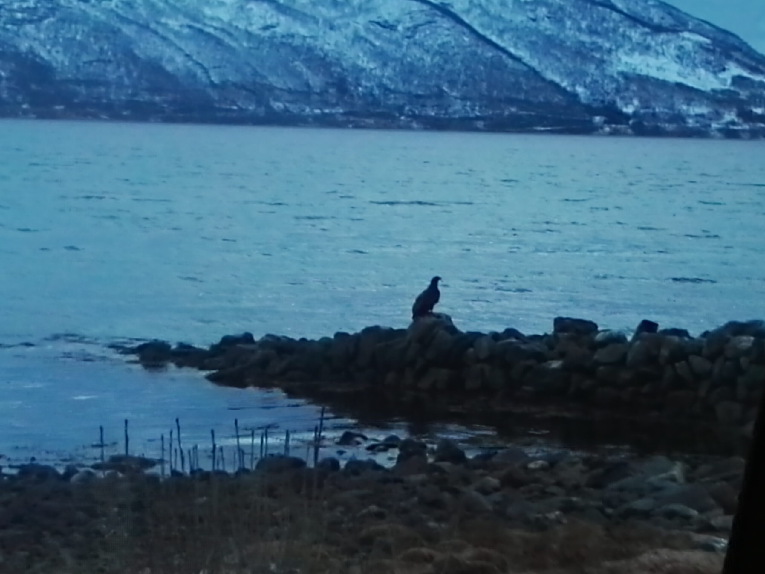 Norvegia_Tromso_aquila L'aquila di mare controlla il proprio territorio di caccia.