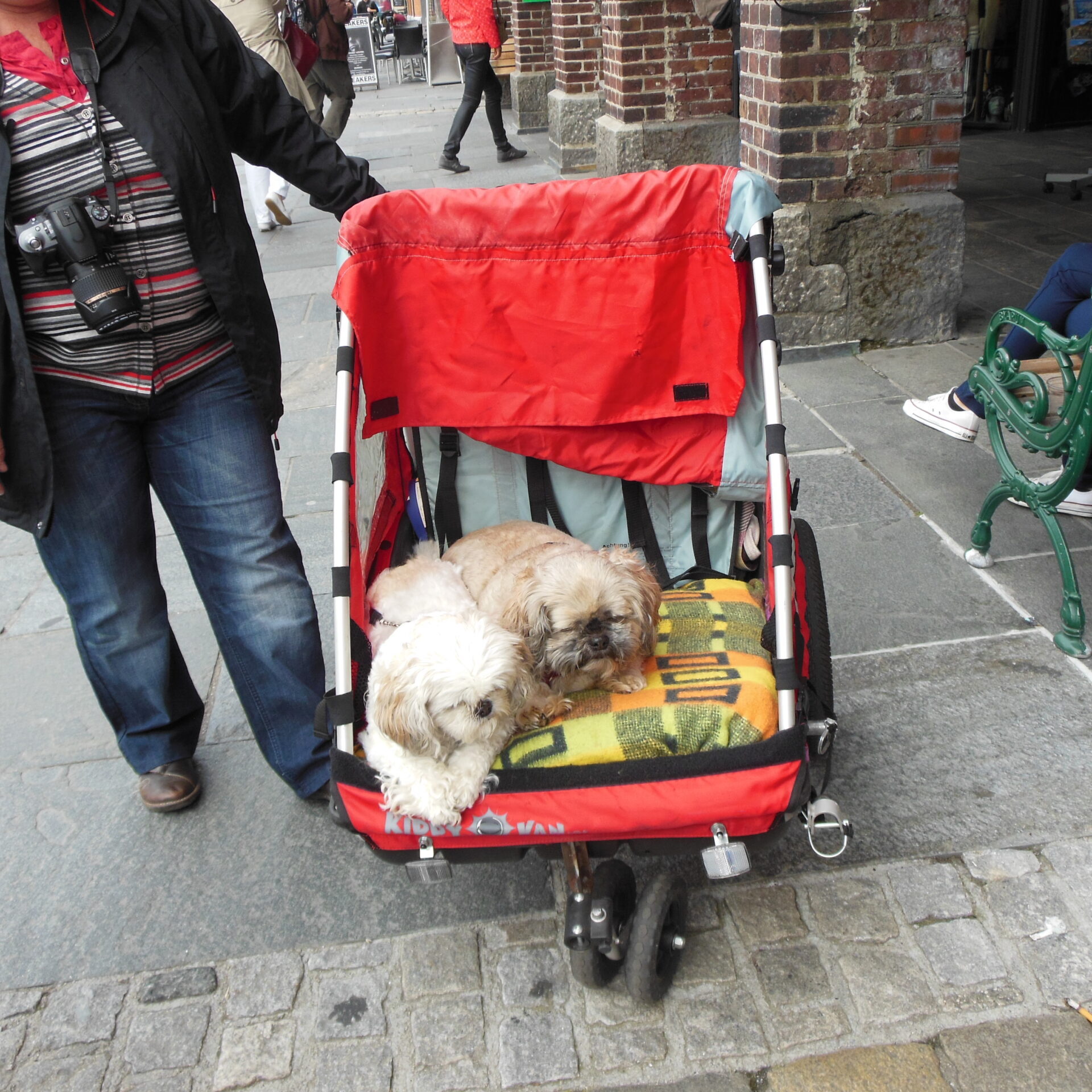 Norvegia_81 - Bergen 038 A qualsiasi latitudine c'è chi li vizia