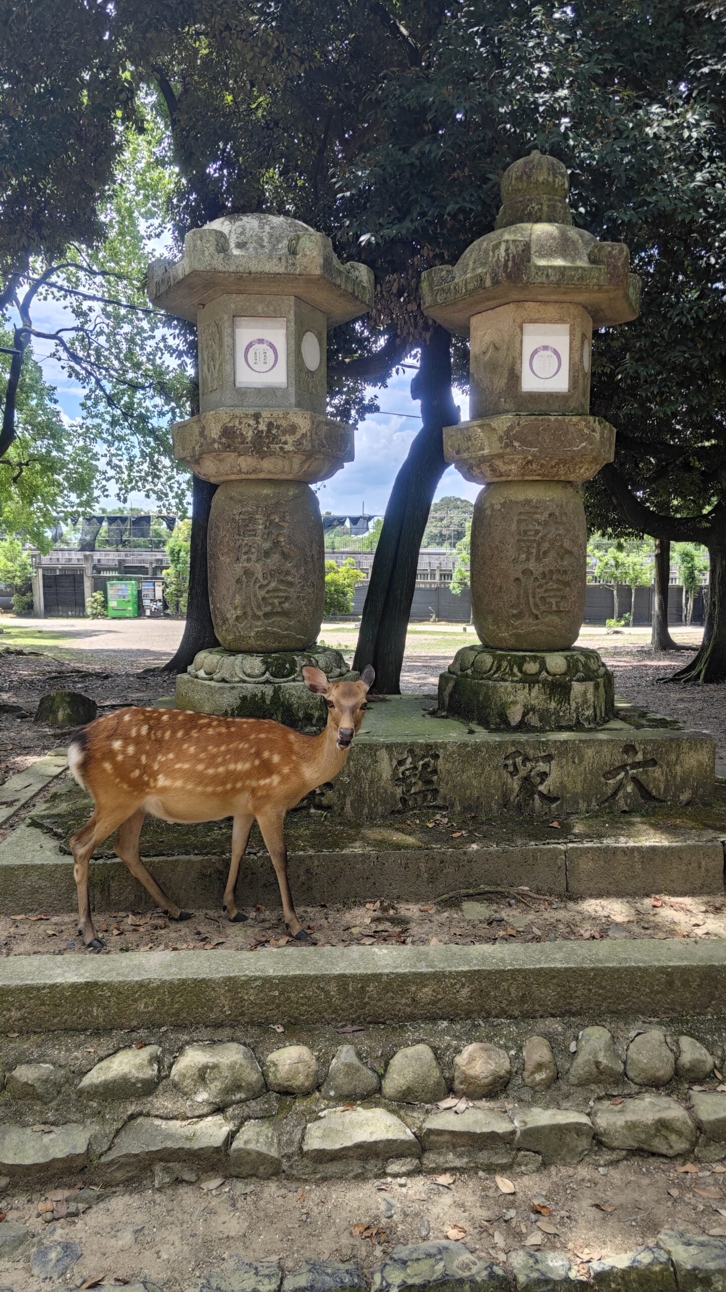 I custodi sacri del parco di Nara a caccia di biscotti