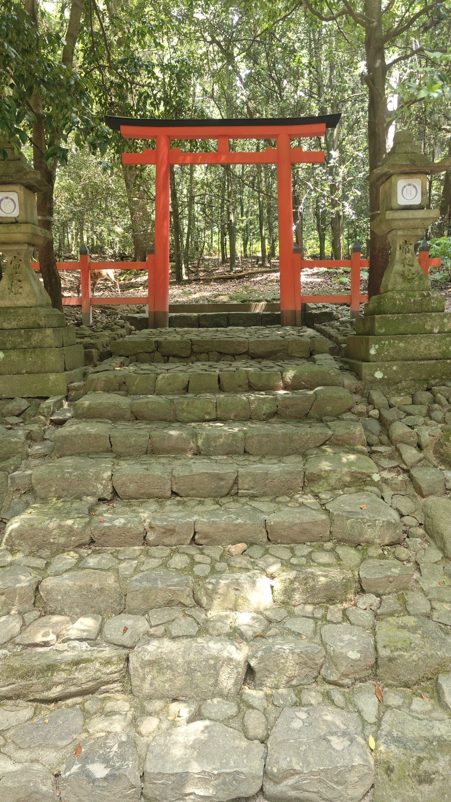 Sentieri di spirito nel bosco di Nara