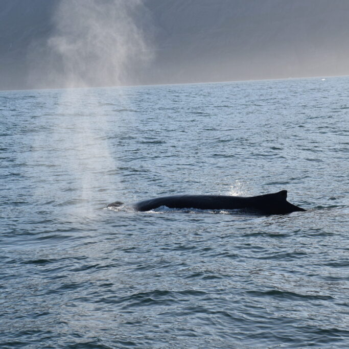 Islanda_21-Hauganes-147-scaled.jpg Parti da Husavic o Hauganes per un indimenticabile Whale Safari